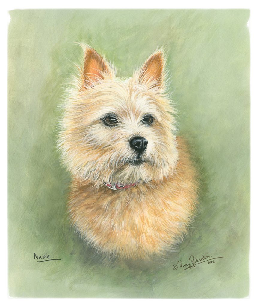 Norwich Terrier Portrait