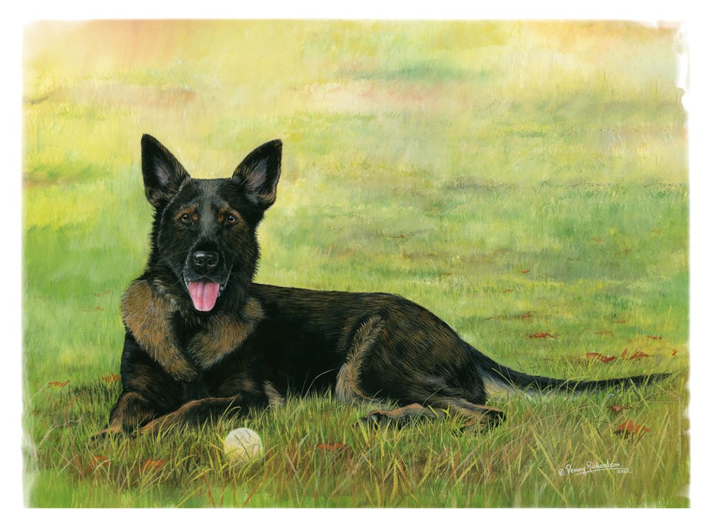 Alsatian Dog Portrait - Woking & Guildford