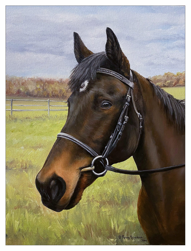 Horse Portrait South Derbyshire