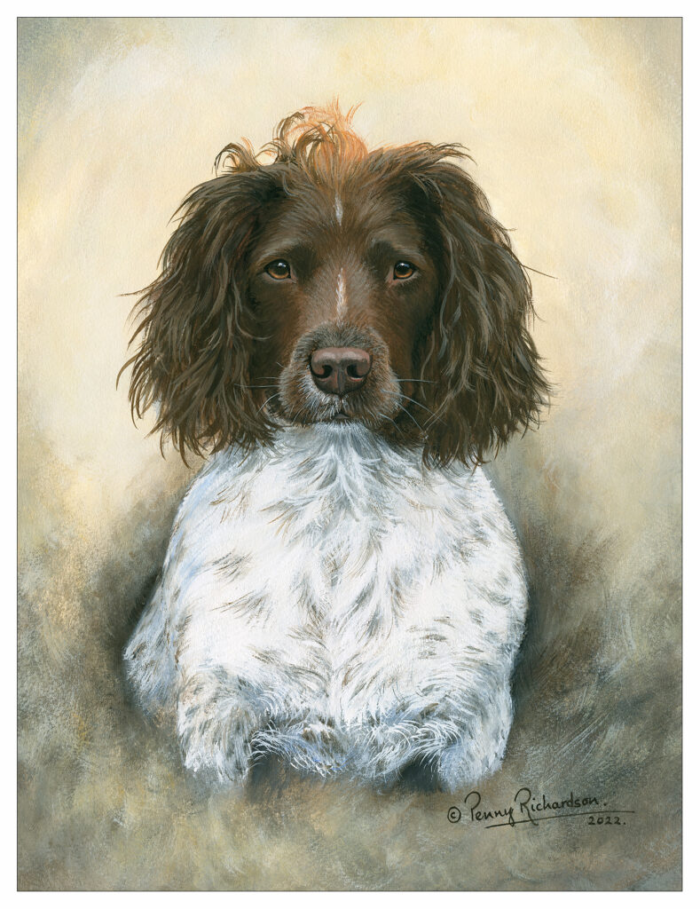 Springer Spaniel Portrait