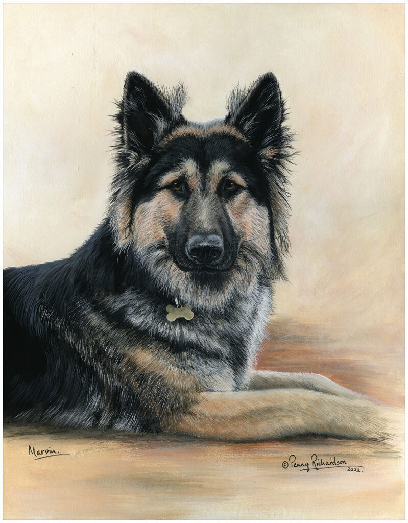 German Shepherd Pet Portrait Painting - Surrey UK